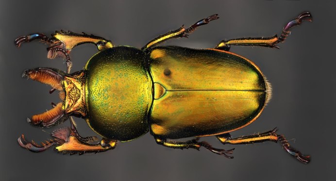 Японский Жук Хрущик