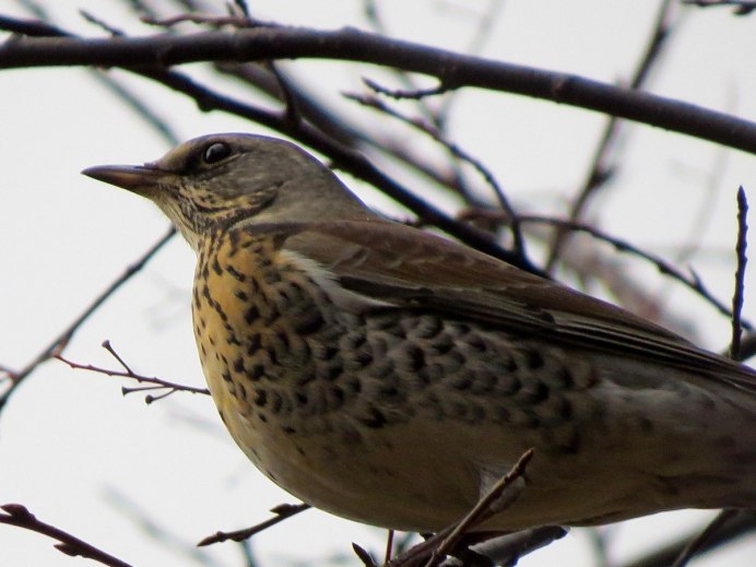Carduelis flammea