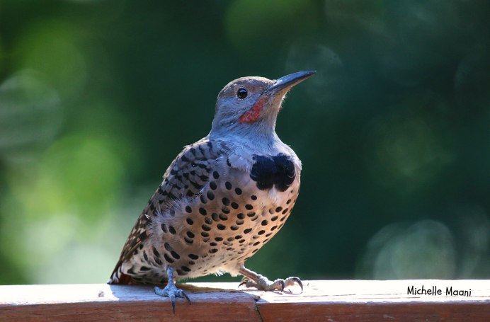 Дрозд-деряба (turdus viscivorus)