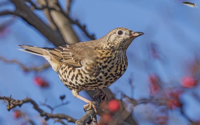 Дрозд - Thrush