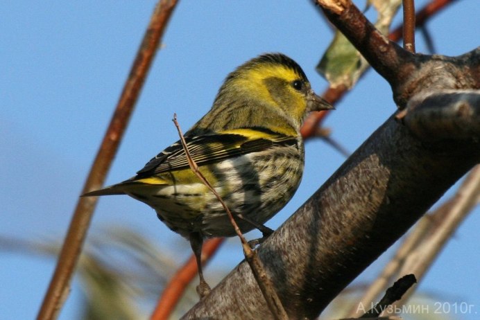 Чечётка (обыкновенная чечётка) (Acanthis flammea (Carduelis flammea))