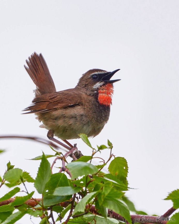 Соловей-красношейка Luscinia Calliope