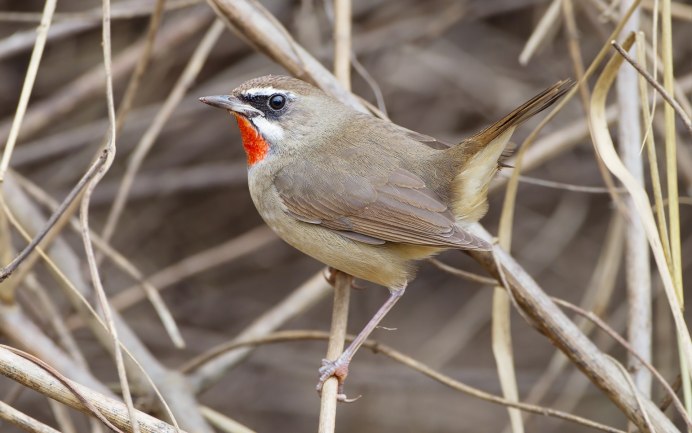Соловей-красношейка Luscinia Calliope