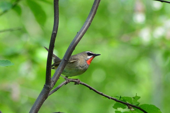 Соловей-красношейка Luscinia Calliope