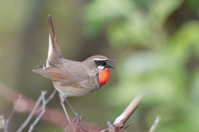 Соловей-красношейка Luscinia Calliope