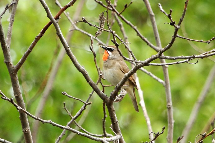 Соловей-красношейка Luscinia Calliope