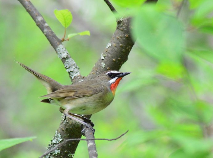 Соловей-красношейка Luscinia Calliope