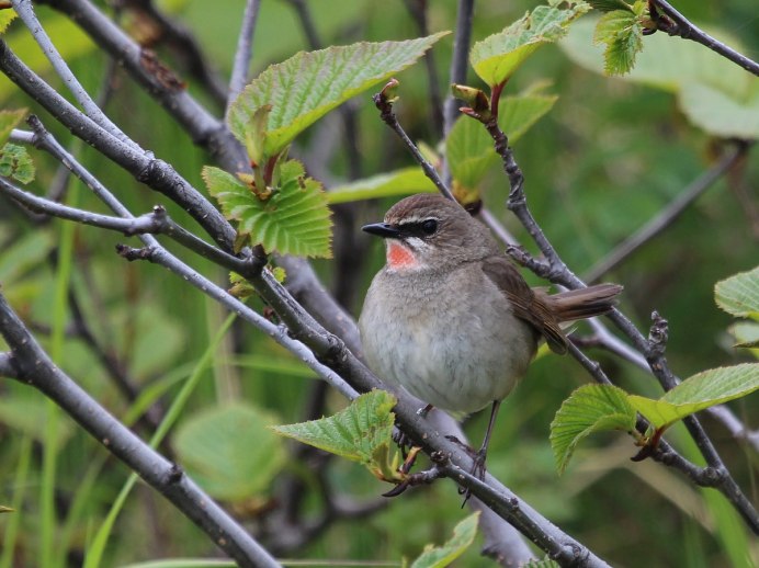Соловей-красношейка Luscinia Calliope