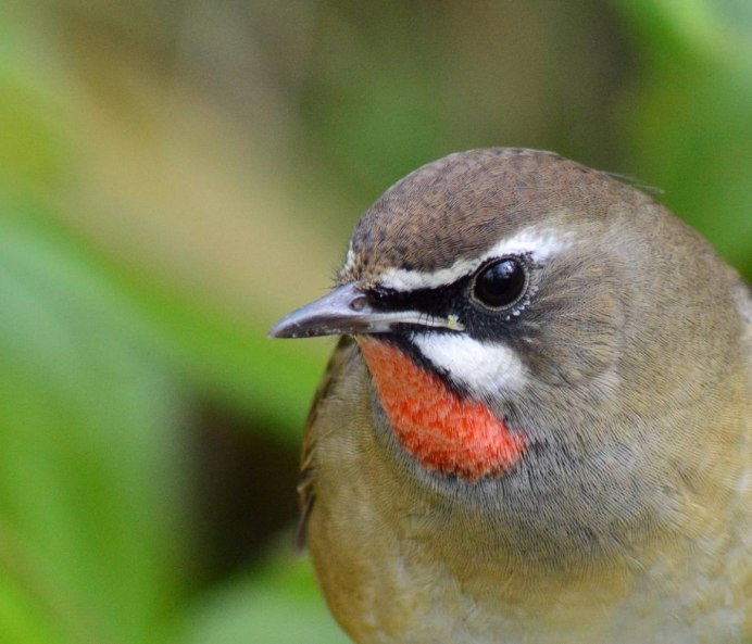 Соловей-красношейка Luscinia Calliope