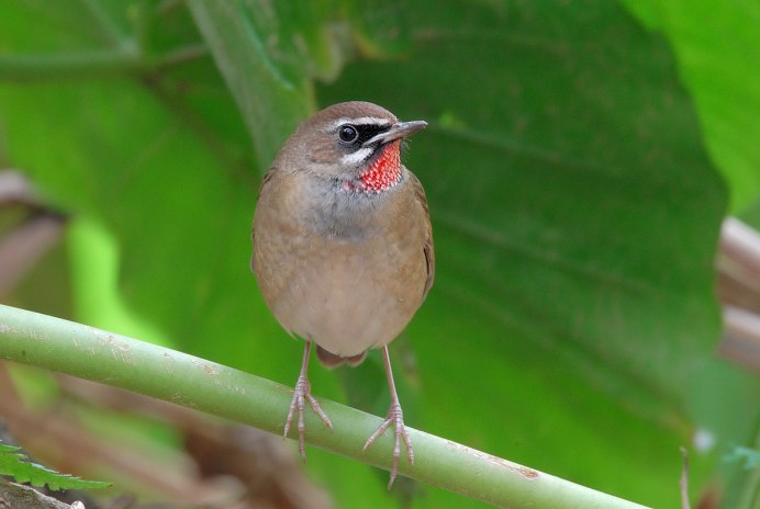 Соловей-красношейка Luscinia Calliope
