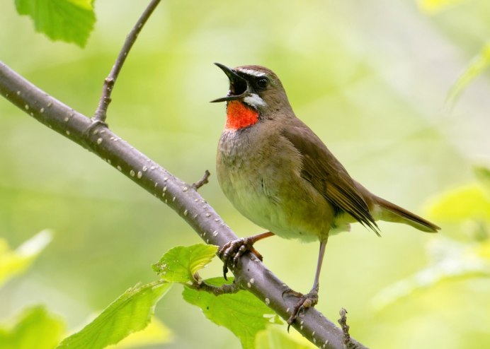 Соловей-красношейка Luscinia Calliope