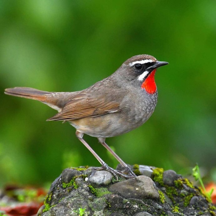 White-tailed Rubythroat (Luscinia pectoralis)