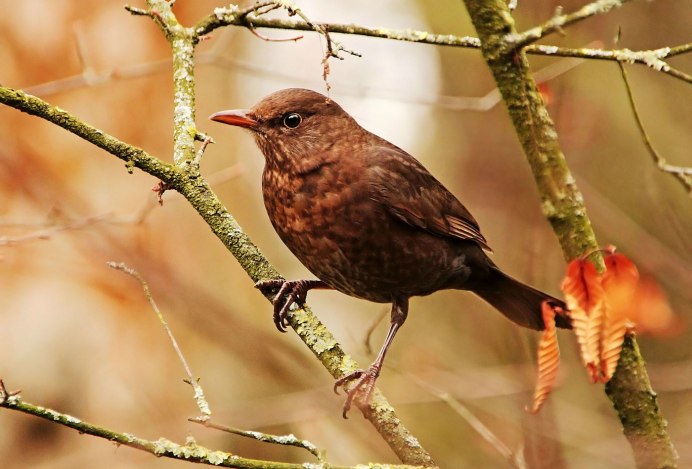 СВЕТЛОГРУДЫЙ Дрозд