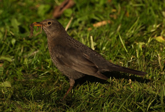 Коричневый Дрозд