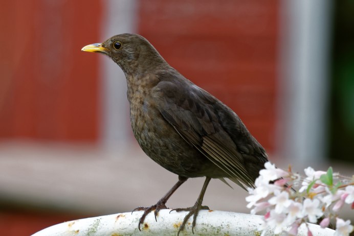Turdus Merula самка
