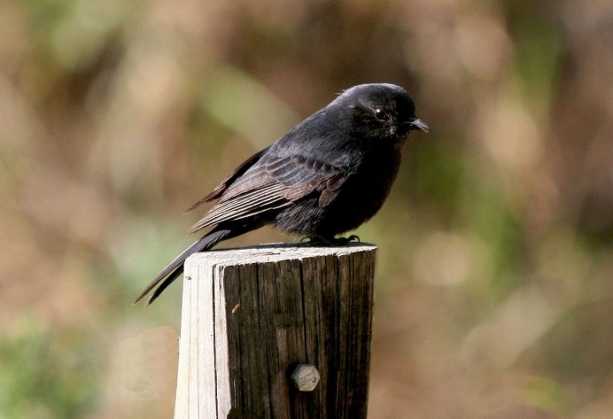 Черная птичка похожая на воробья
