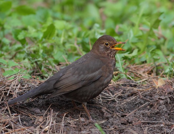 Коричневый Дрозд