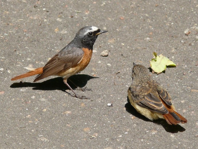 Воробей горихвостки птенец