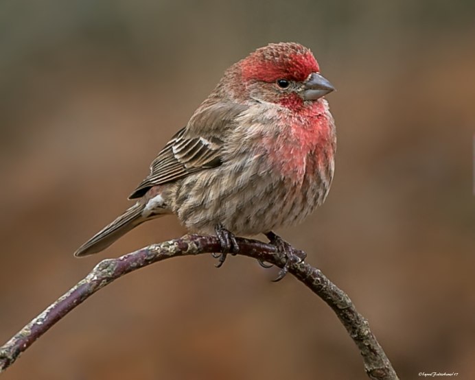 Щур - pinicola enucleator