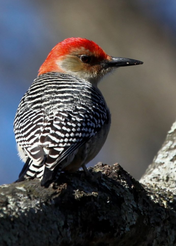 Щегол (Carduelis Carduelis)