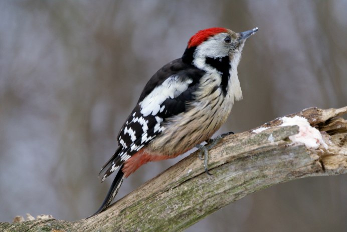 Acanthis flammea