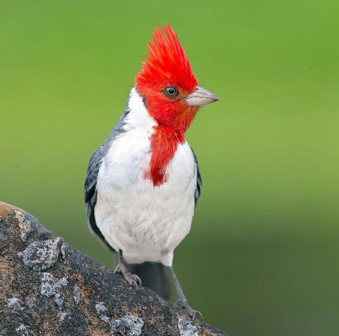 Птица Purple Finch