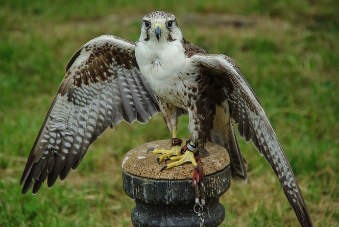 Соколиные Falconidae