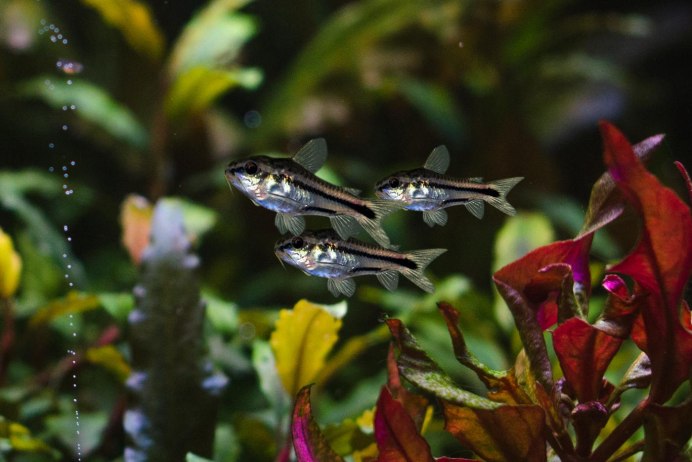 Коридорас Пигмей (Corydoras pygmaeus)