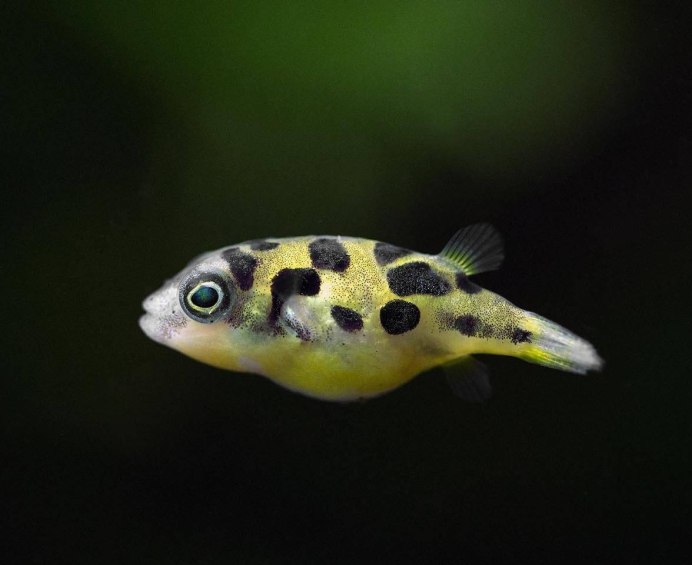 Elassoma zonatum