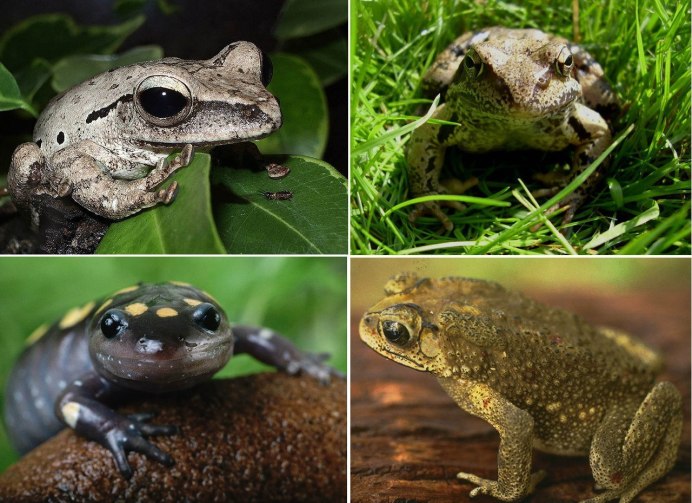 Земноводные Тритон жаба