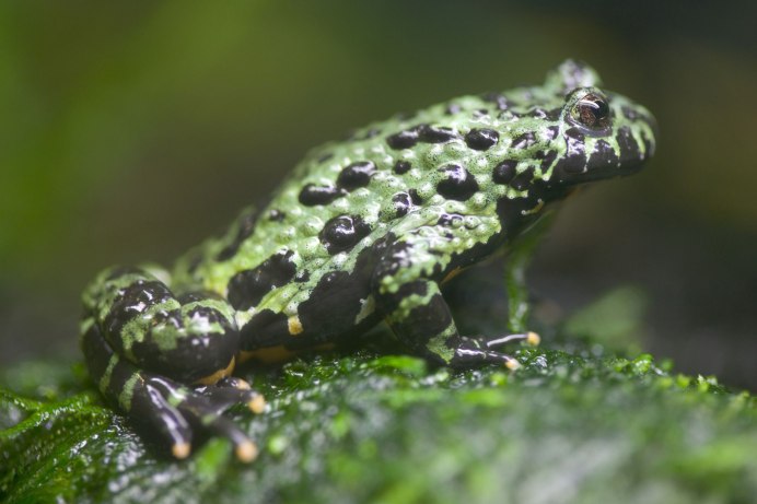 Лягушки тритоны и Саламандры
