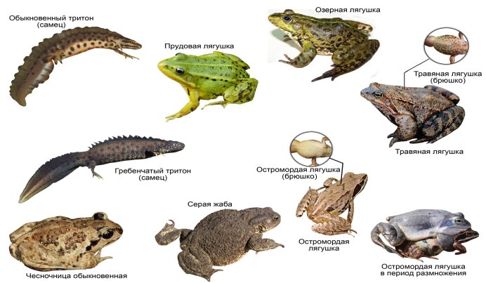 Бесхвостые амфибии лягушки
