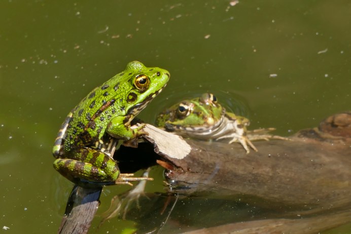Амфибии лягушка животные Drowning