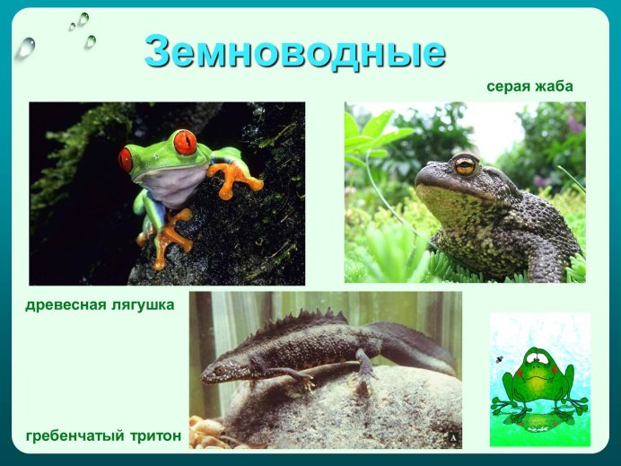 Лягушка жаба Тритон саламандра