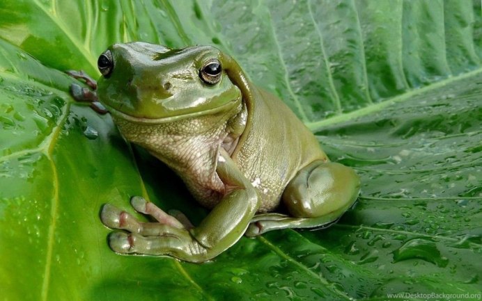 Чесночница лягушка