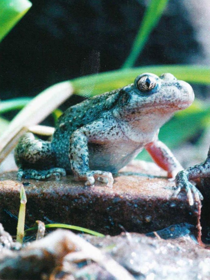 Тритон Огненная саламандра