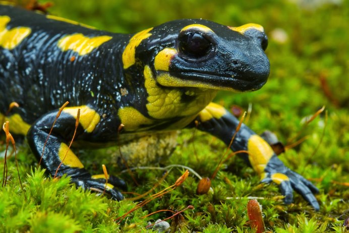 Тритон Огненная саламандра