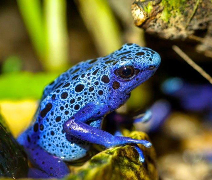 Земноводные амфибии Тритон