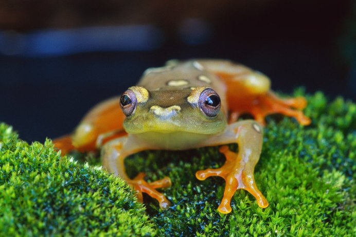 Лягушка, квакша, Тритон, саламандра, жаба