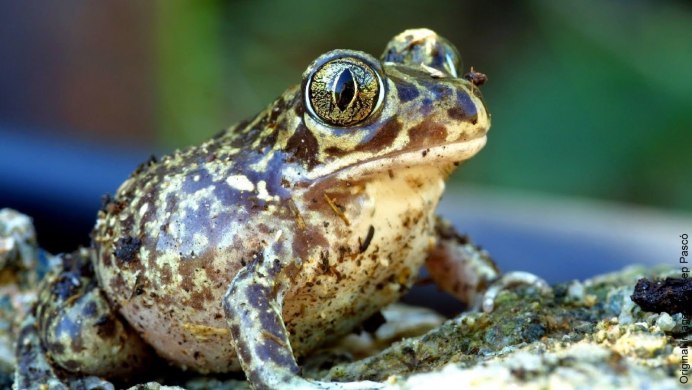 Тритон земноводное