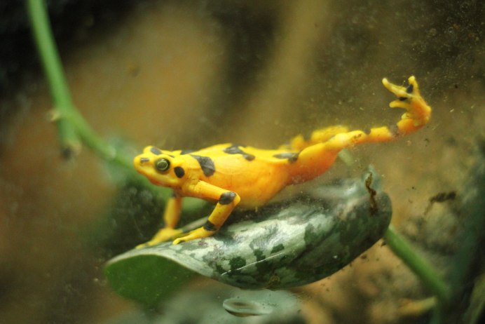 Земноводные лягушки Жабы тритоны