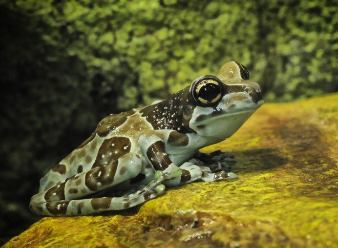 Альпийская саламандра (черная саламандра)