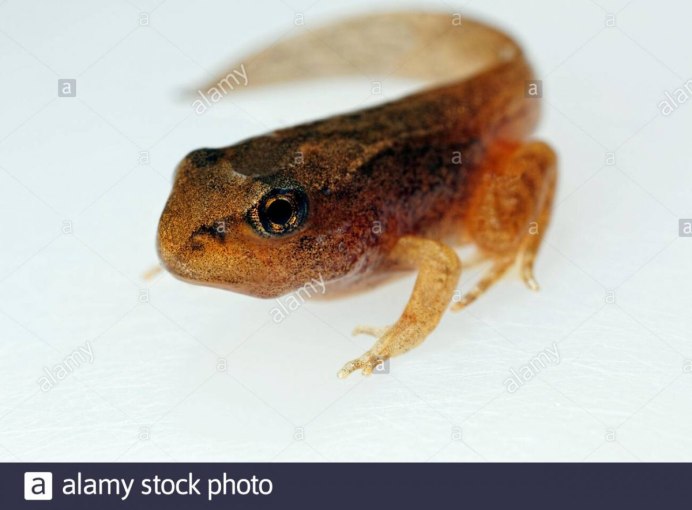 Лягушки для зооуголка