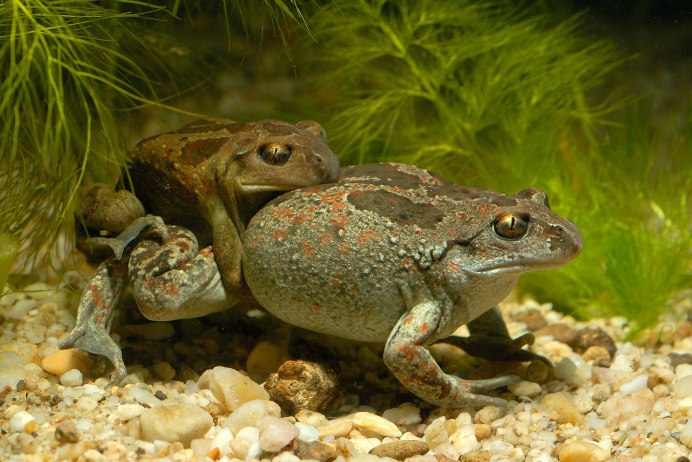 Лягушка чесночница амфибия