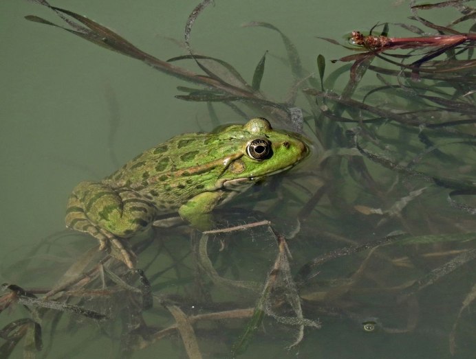 Жабы, Саламандры, тритоны