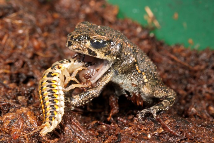 Зеленая Озерная лягушка