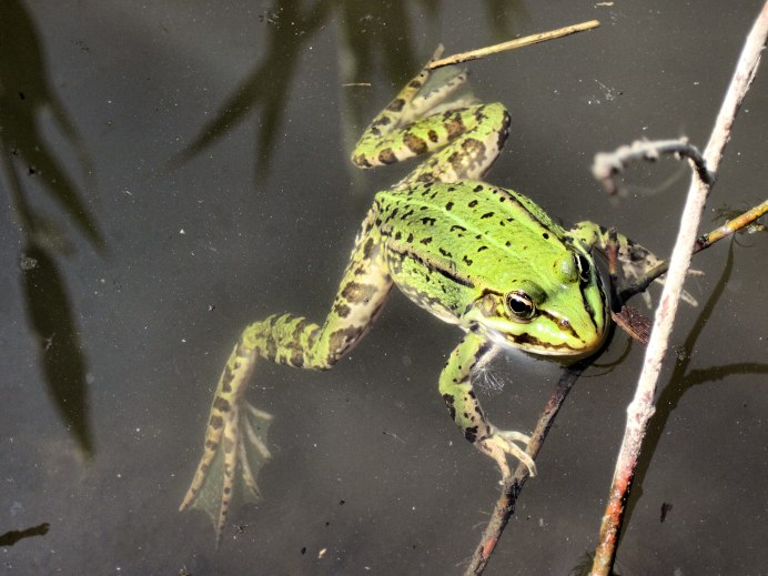 Земноводные Тритон жаба