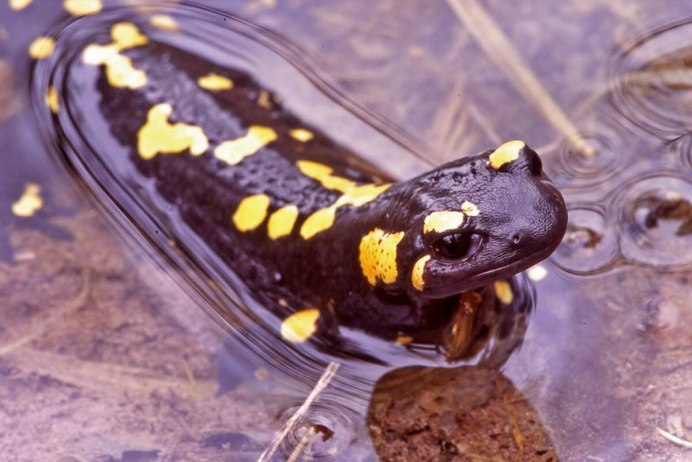 Жабы Псковской области