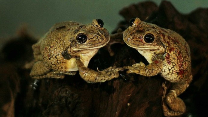 Жабовидная квакша краснопятнистая