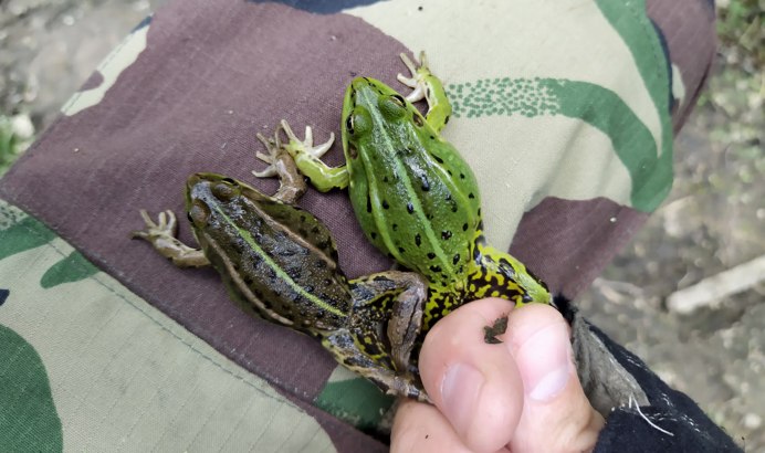 Лягушка саламандра